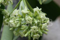 Alstonia scholaris